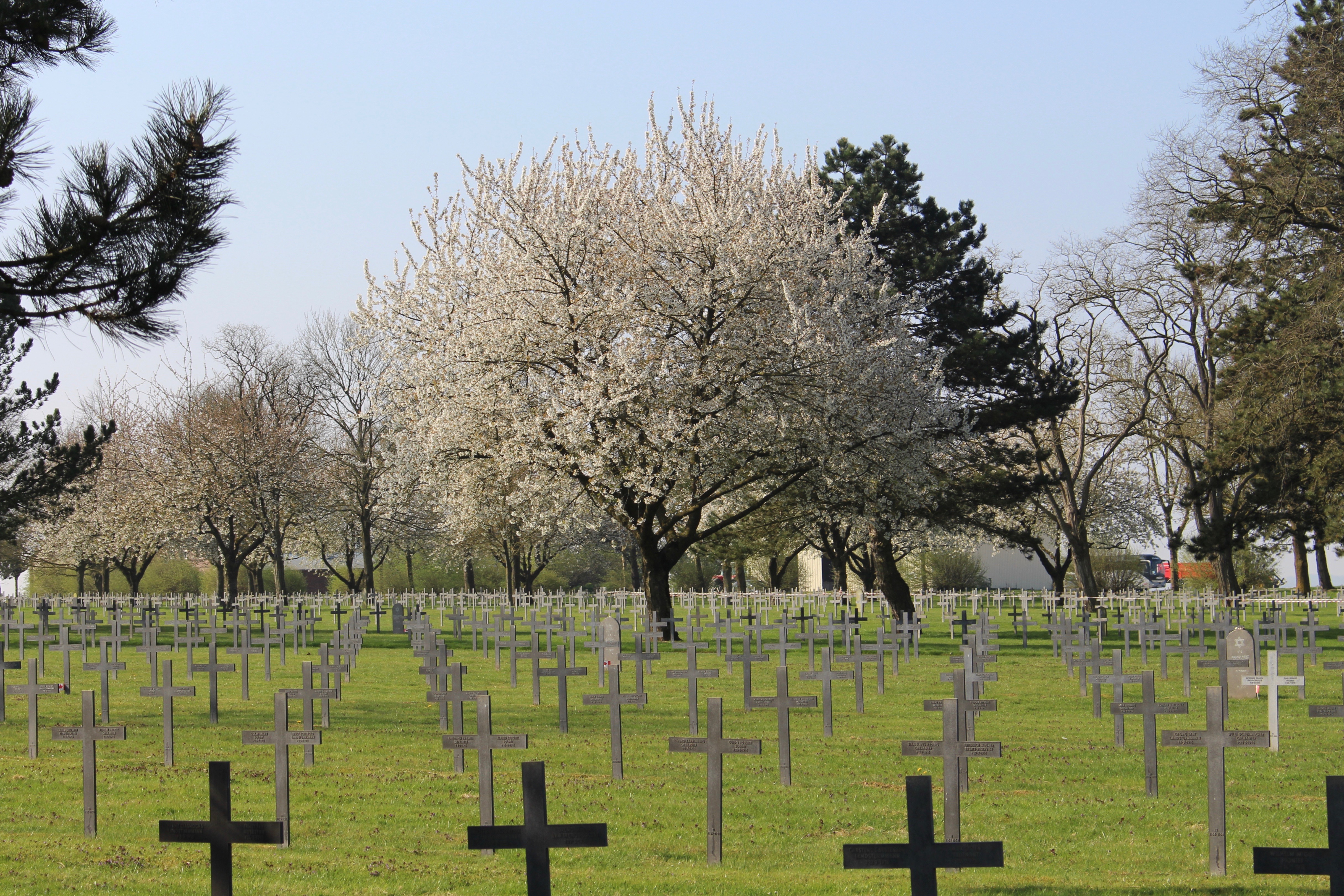Approximately 100 black crosses surrounded by a white blossom tree