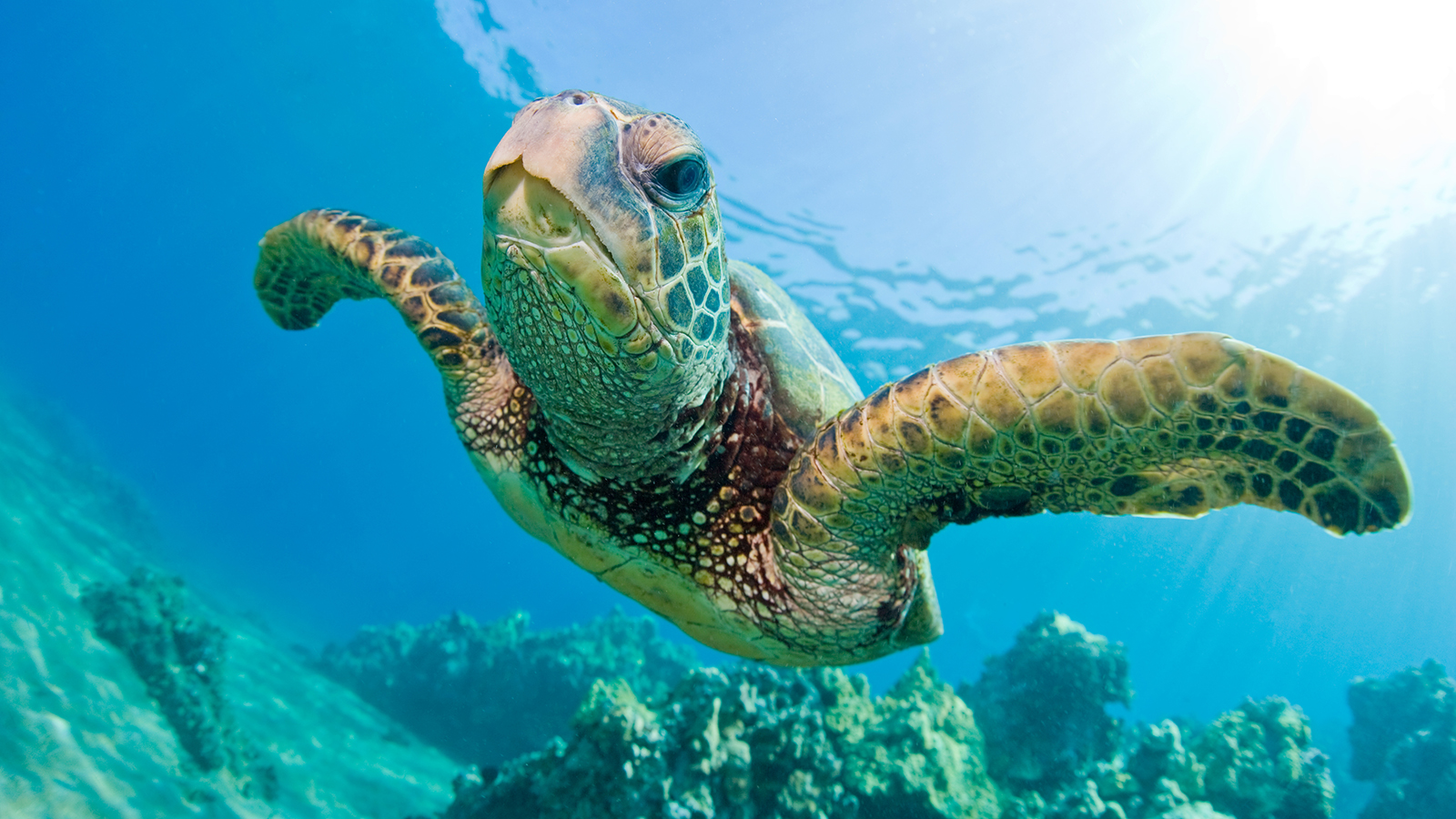 green-sea-turtle-swimming.jpg