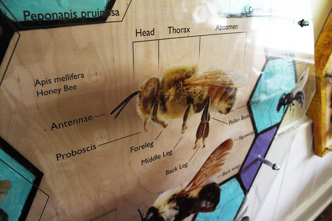 Types of bees closeup.jpg